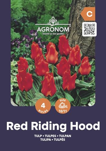 AGRONOM | TULIPANES - RED REDDING HOOD | Bulbos de flores perennes | Flores Rojo | Se cultivan en jardines de flores, macetas, se plantan en céspedes en flor | Paquete de 4 bulbos de flores