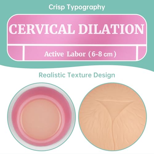 Image of Cervical Dilation Simulator Board with 1-10cm for Midwife and Doula Training, Gynecological Examination Model,Chart on Display Board Medical Education, and Birth Learning