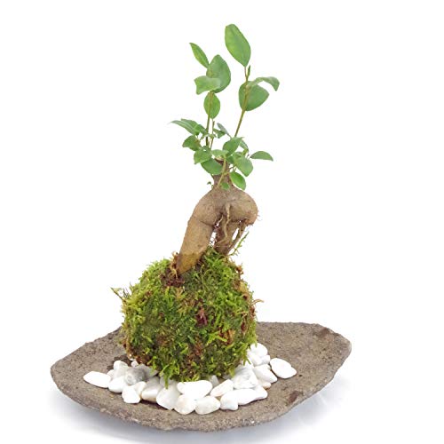 独特の樹形が人気【ガジュマルの苔玉・くらま岩器・敷石セット】 (敷石の色(白石))