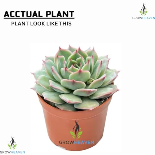 Image of LIVE PLANTS (SMALL, LLXXMM)