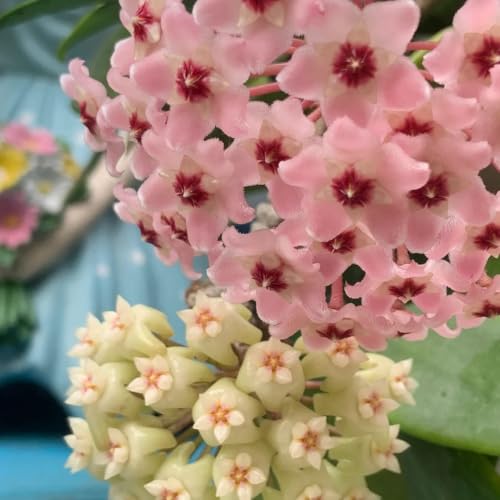 Plantas Hoya de interior y exterior para decoración de balcón y jardín 3