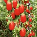 BSNKRY Goji Berry Vine Seeds (Lycium Barbarum) 60+Seeds