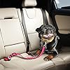 Car Travel Accessories for Dogs