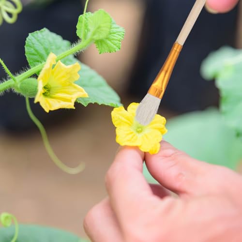 Toddmomy 8 Teiliges BestäUbungspinsel FüR Pflanzen: Besportble BestäUbungspinsel FüR Obst Und GemüSeanbau Pflanzen Effektive BlüTenbestäUbung