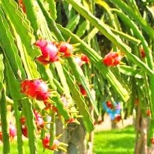 Image of Live Dragon Fruit Cactus Plant, Potted Succulent, Indoor /Outdoor