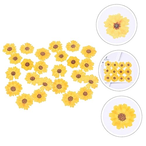 24 piezas de flores secas para manualidades y decoración miniatura 3