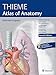 Internal Organs (THIEME Atlas of Anatomy)