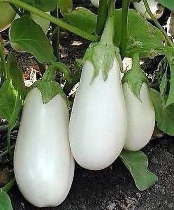 Green World F1 HYBRID BRINJAL WHITE EGGPLANT/BENGAN SEEDS FOR KITCHEN GARDENING (20 seeds) (B09KH428TM) Amazon Price History, Amazon Price Tracker