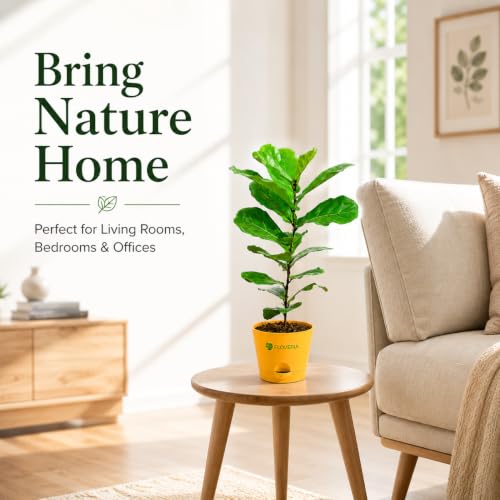 Image of Ficus Lyrata Fiddle Leaf Fig Plant | Live Indoor Plant for Home & Office | Air Purifying Houseplant | Low Maintenance Green Foliage | Decorative Potted Plant for Living Room
