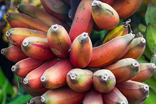 Musa Itinerans Burmese Blue Banana Plant Seeds Perfect Container jocad (5 Seeds)