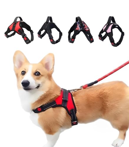  n[lX 킢   U ^ ^ ^ L  \tg iC Ԕ PetGround (sN, S)