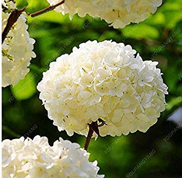 20 Pcs White Hydrangea Seeds, Wedding Party Flower Seeds, Perennial Plants Rare Flowers for Home Garden