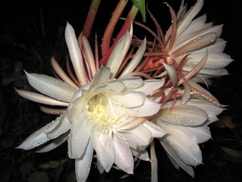 Night Blooming Cereus - Fully Rooted Starter Pot - Epiphyllum