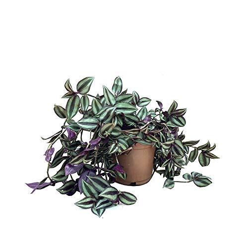 Tradescantia zebrina (vaso 13 cm Ø) - planta viva de interior