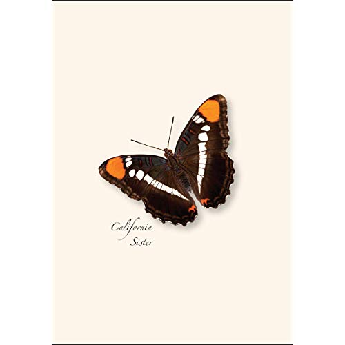 Image of Earth Sky + Water - Western Butterfly Assortment I Notecard Set - 8 Blank Cards with Envelopes (2 each of 4 styles)