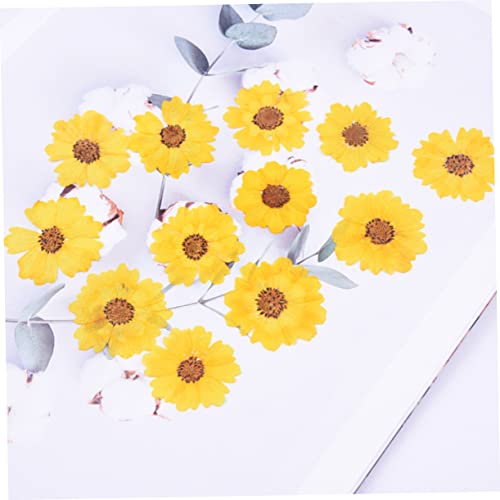 Flores Prensadas OSALADI 24Pcs para Manualidades miniatura 2