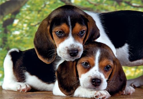 Puzzle 500 pièces + poster : Rapprochés Clementoni Puzzles - vue 2