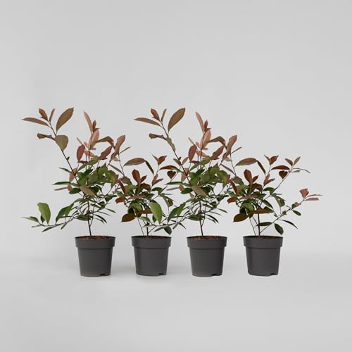 Plant in a Box - Photinia fraseri Red Robin - planta de níspero r...