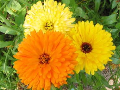 6000 Semi Di Margherita Dei Prati - Fiori Selvatici Per Api E Farfalle - Facili Da Coltivare