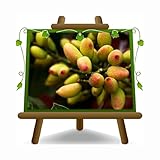 EURO PLANTS VIVAI