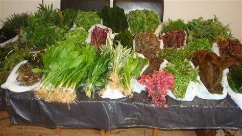 20 Live Aquarium Aquatic Tropical Freshwater Coldwater Fish Tank Plants Bunched Pre Weighted (4 Bunches of 5 Plants)