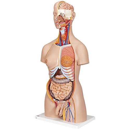 Image of 3B Scientific B35 Deluxe Dual-Sex Torso opened back 28-part - 3B Smart Anatomy