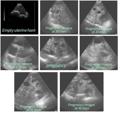 Analizzatore veterinario di ultrasuono con lo schermo di HD e riscaldamento un-chiave per rilevazione animale di gravidanza