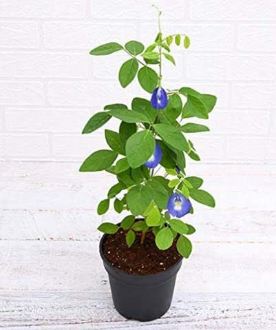 GREEN LINE Live Blue Aparajita Clitoria Ternatea Asian Pigeonwings Butterfly Pea Medicinal Flower Plant - 1 Herbal Plants for Home Garden (Healthy Plant) (B0BCGHVVC7) Amazon Price History, Amazon Price Tracker