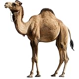 DP BOUTIQUE Camel 4FT Life Size Cardboard Cutout, Safari Theme Decoration, Animals Standup for Events, Party, Photography Props, 1 PC