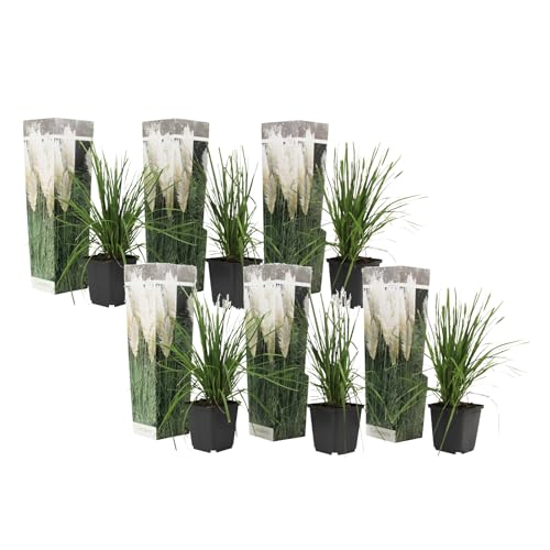 Plant in a Box - Cortaderia selloana Weiß - Ziergräser - Winterhart - schnellwüchsig - 6er Set Pampasgräser - Topf 9cm - Höhe 25-40cm