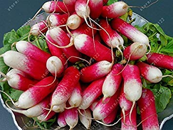 Las Semillas 1/4 Libra de Invierno perifollo MicroGreen o al jardín