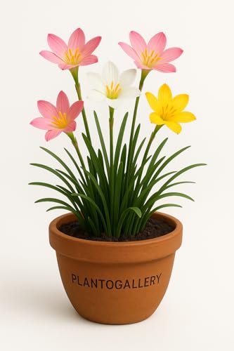 Plantogalley Rain Lily All Season Flower Bulbs (Mix Color 8 Bulbs + 2 Free Bulb)