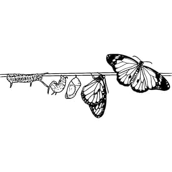 Butterfly Life USA 蝶々　キャンバスF4号 Butterfly Life USA 蝶々 キャンバスF4号 - メルカリ