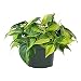 AMERICAN PLANT EXCHANGE Philodendron Brasil Easy Care Live Plant, 6" Pot, Stunning Indoor Air Purifier