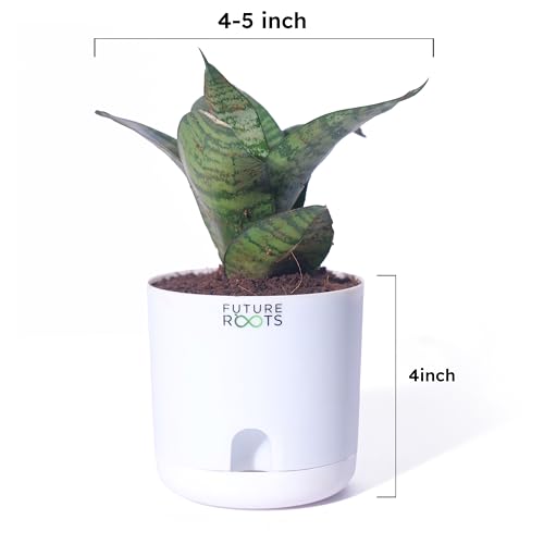 Image of Future Roots Live Snake Plant - Air Purifying Indoor Sansevieria Plant with Self Watering Pot | Low Maintenance Plant for Home, Kitchen, Living Room, Office Desk, Bedroom
