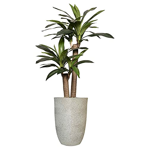 Vintage Home Artificial Faux Dracaena Corn Plant with Fiberstone Planter for Home Decor (VHX166234)