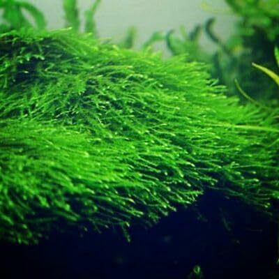 Swimming Creatures Moss Bundle