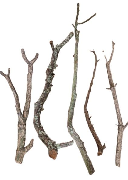 Kork Äste 70-80 cm 1,5-2 cm Durchmesser Terrarien Dekoration aus Portugal