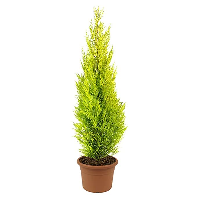 Sumit Greenery All Season Hybrid Zooni Brus Live Plant Pack of 1 | Indoor & Outdoor Air Purifying Plants For Home