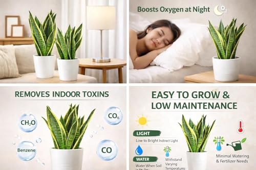 Image of Live Snake Plant with 3 Inch Nursery Pot | Sansevieria Air Purifying Indoor Plant | Low Maintenance Evergreen Houseplant for Home Office Bedroom Living Room Balcony Decor | Pack of 1