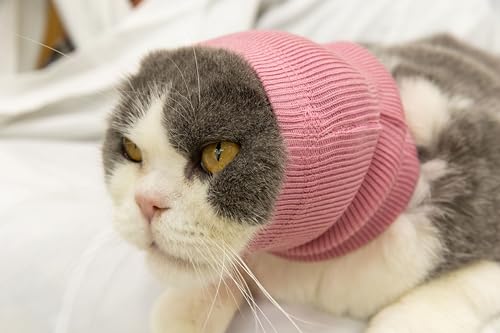 Image of Cat Ear Cover Noise Cancelling Headphones Neck Hematoma Compression Comfort Ear Wrap for Cats Wine Red S