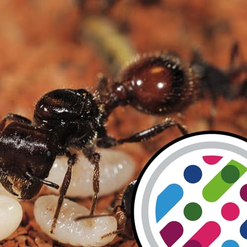 『Ants doing gene therapy, and tadpole microbiomes』のカバーアート