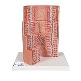 3B Scientific Menschliche Anatomie - 3B MICROanatomy™ Verdauungstrakt - 20-fache Vergrößerung + kostenlose Anatomie App - 3B Smart Anatomy