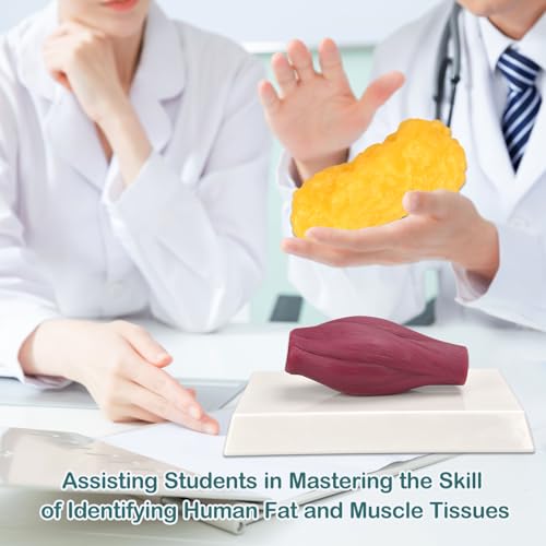 Modelo de grasa y tejido muscular de silicona con base para nutricionistas y atletas 5