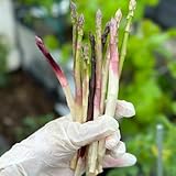 semillas de espárragos silvestres, orgánicas resistentes exterior Jardín interior 200pcs