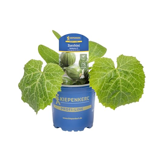 Zucchini Cucurbita pepo Boldenice F1 10 5 cm Topf runde Früchte