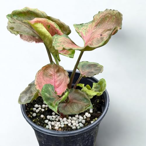 Syngonium Strawberry Ice Live Plant – Rare Variegated Arrowhead Vine