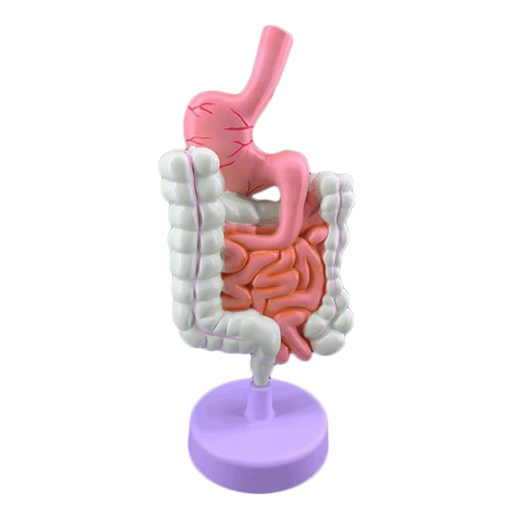 GTHTUHFD Skeleton Model Human Body Mode Human Anatomy Model Anatomy And Physiology Study Tools Educational Learning Intestine Pathological Model .99,1 Piece