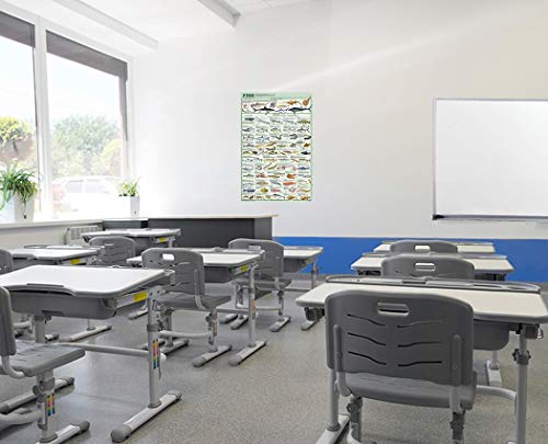 123Posters Fish Species Educational and Decorative Chart Poster 24 x 36