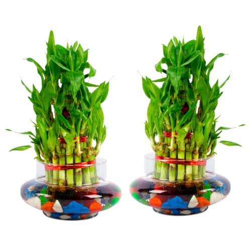 FLORA SOLUTIONS Combo Set of Two 2 Layer Lucky Bamboo Plants with Glass Pot and pack off 2 (B0BZSWMQ8B) Amazon Price History, Amazon Price Tracker